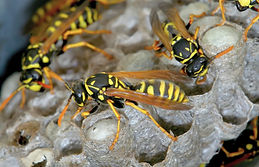 Wasp removal