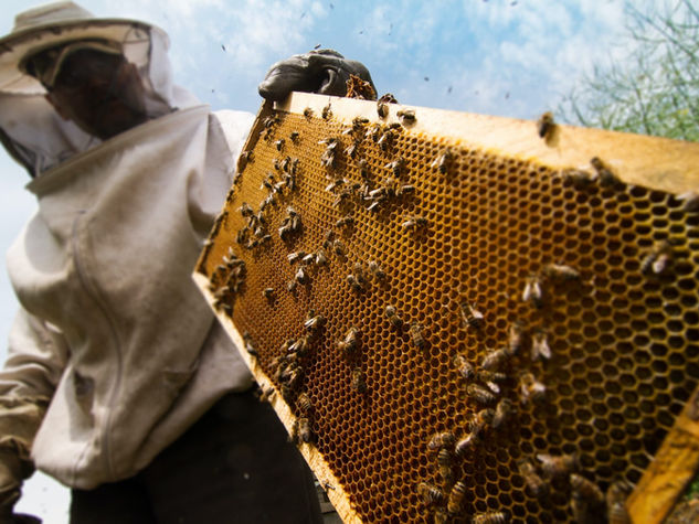 Beekeeper on a hive