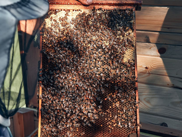 Bee removal work