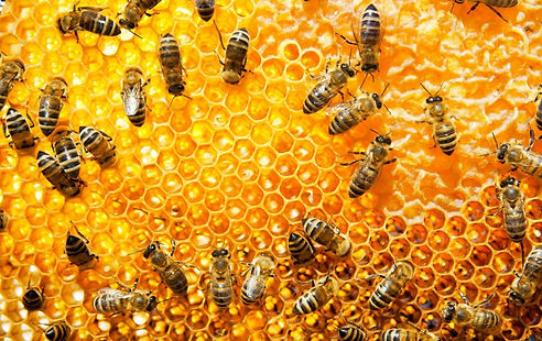 Working bees on honeycomb