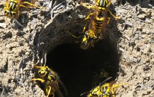 Yellow jacket removal