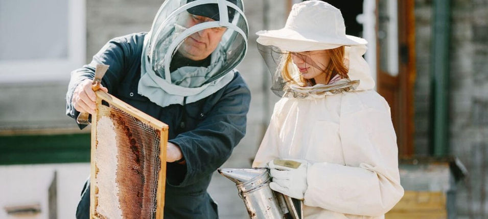 Bee removal work
