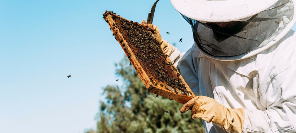Beekeeper collecting honey