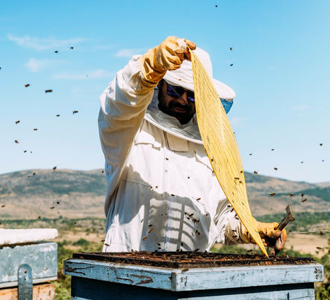 Bee removal work