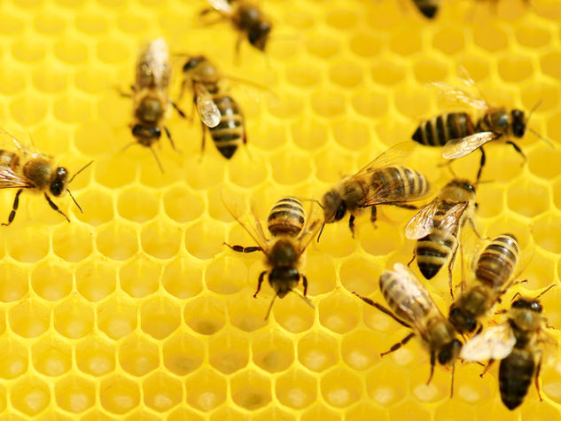 Bee removal work