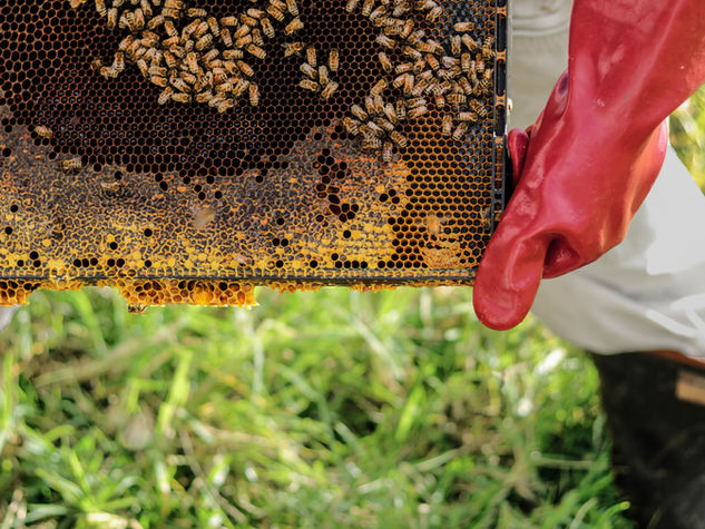 Bee removal work