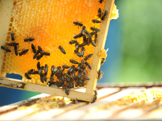 Bee removal work