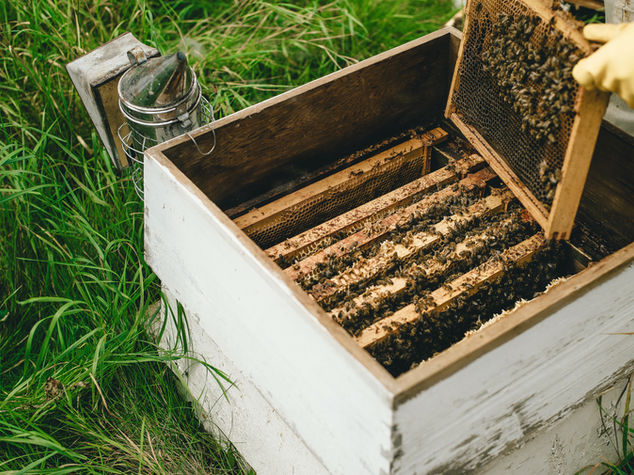 Bee removal work