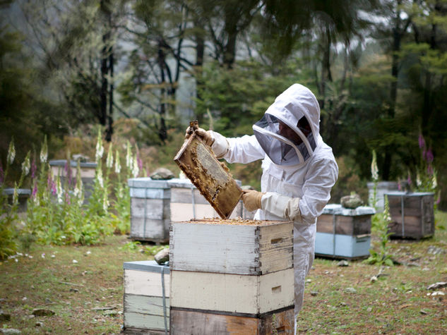 Bee removal work
